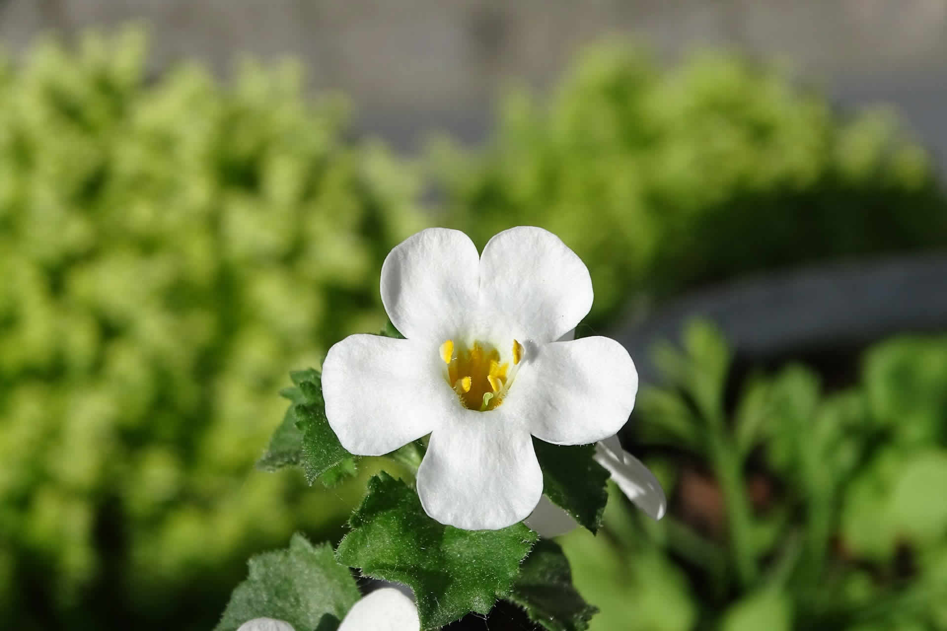 Bacopa Monnieri | CONNECT PLUS | starsaludable