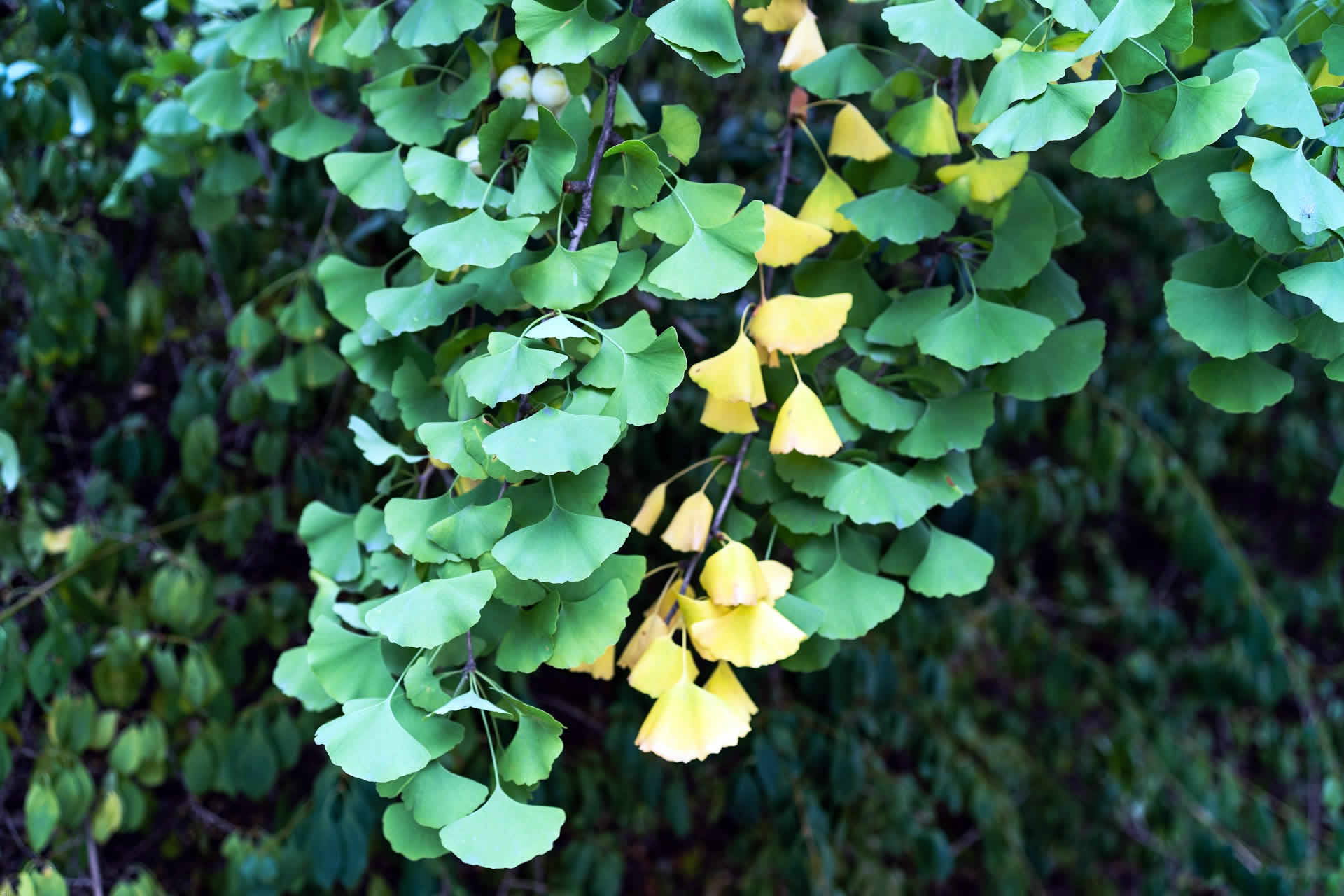 Ginkgo biloba | CONNECT PLUS | starsaludable