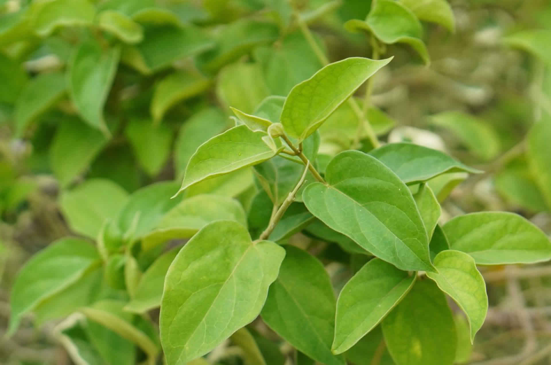 Gymnema | ActivePro |Starsaludable