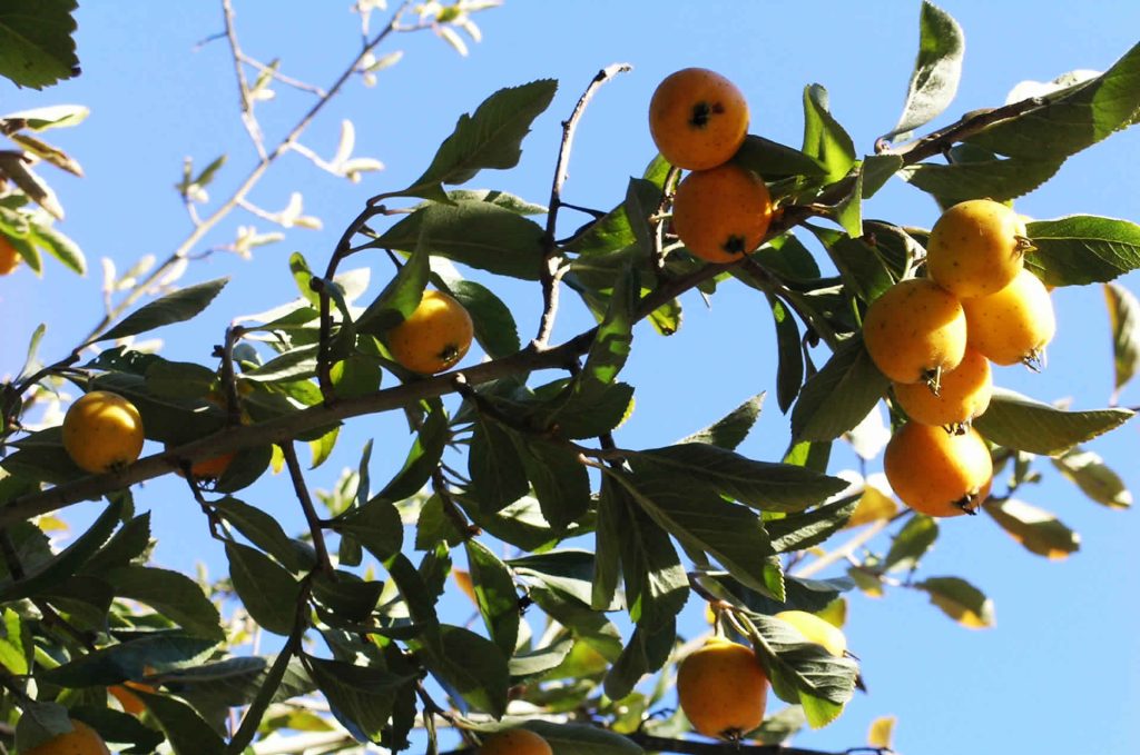 Hoja de tecojote | HC–FIT | starsaludable