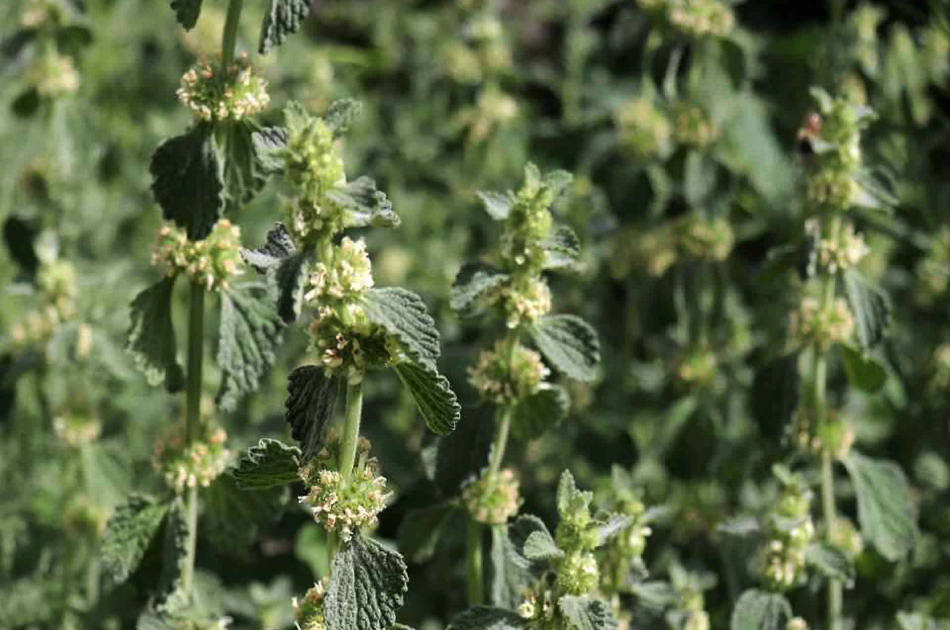 Horehound Blanco | HC–FIT | starsaludable