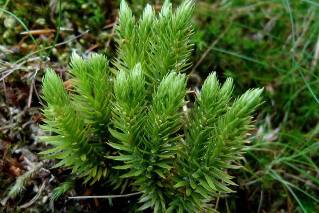 Huperzine | CONNECT PLUS | starsaludable