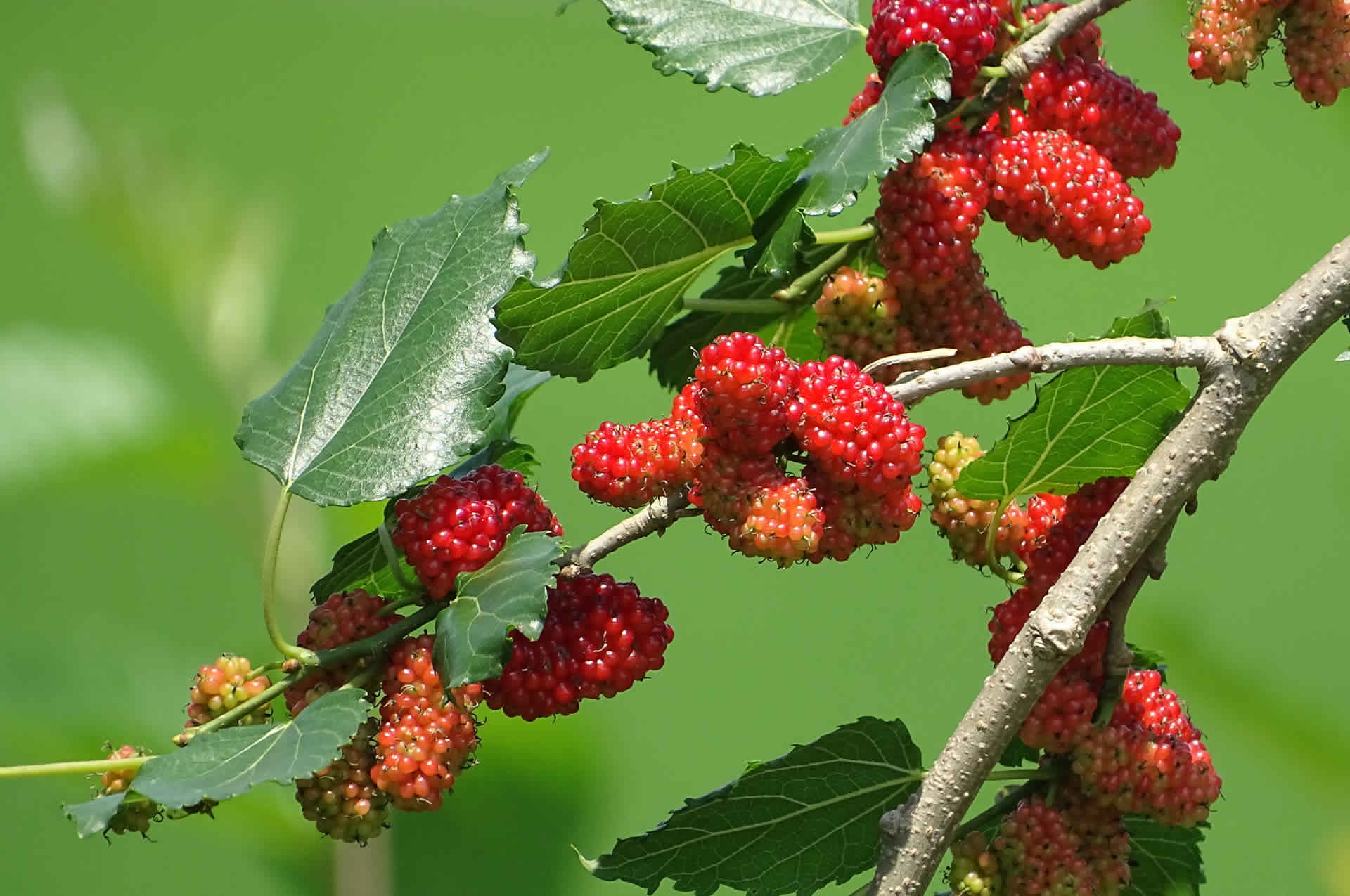 Morus Alba | AHCC Plus Immunological Assist | starsaludable