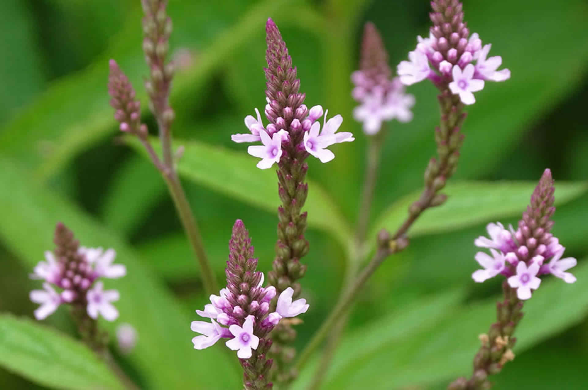 Verbascoside |ActivePro | Starsaludable