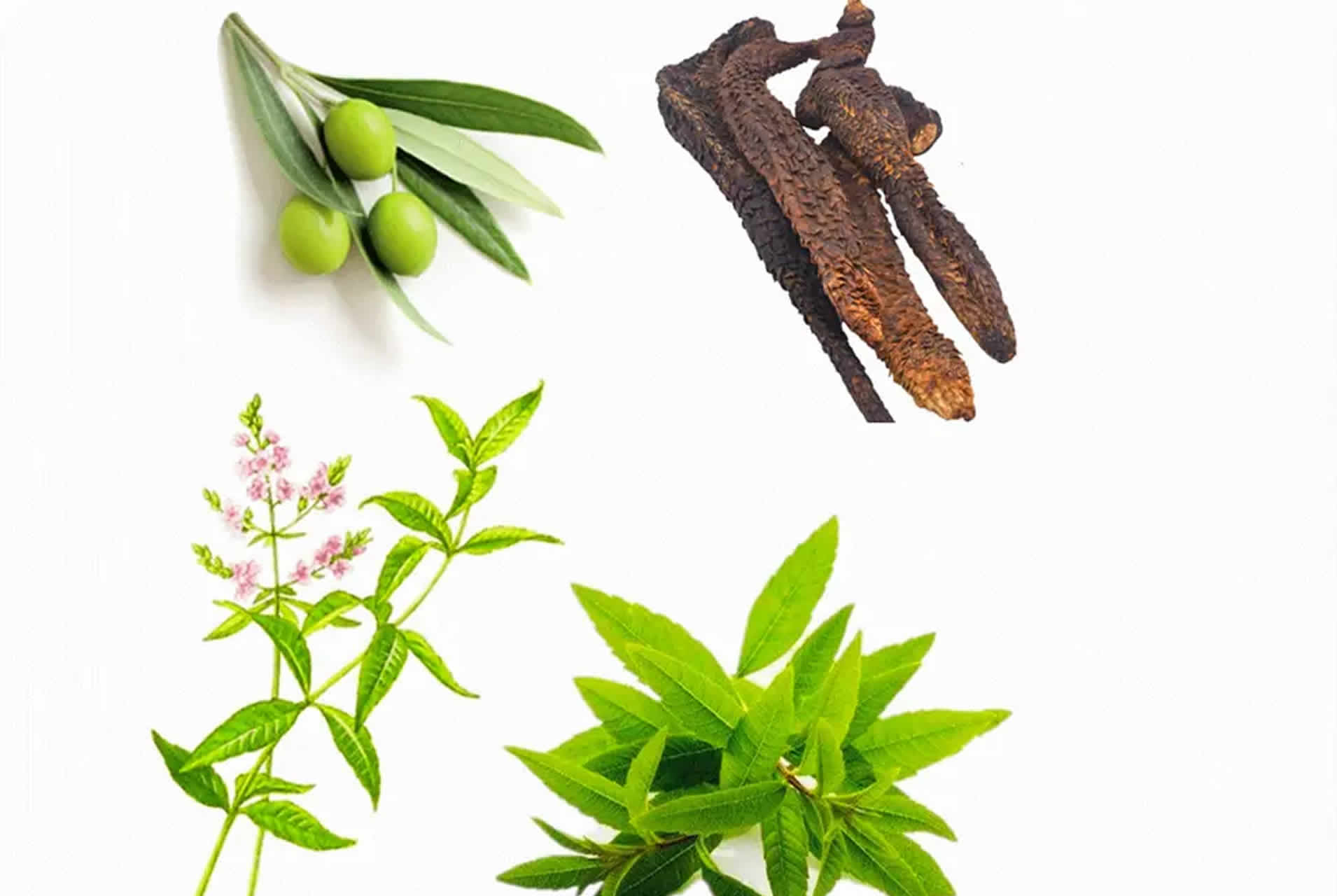 Verbascoside | NAD SHIELD | starsaludable