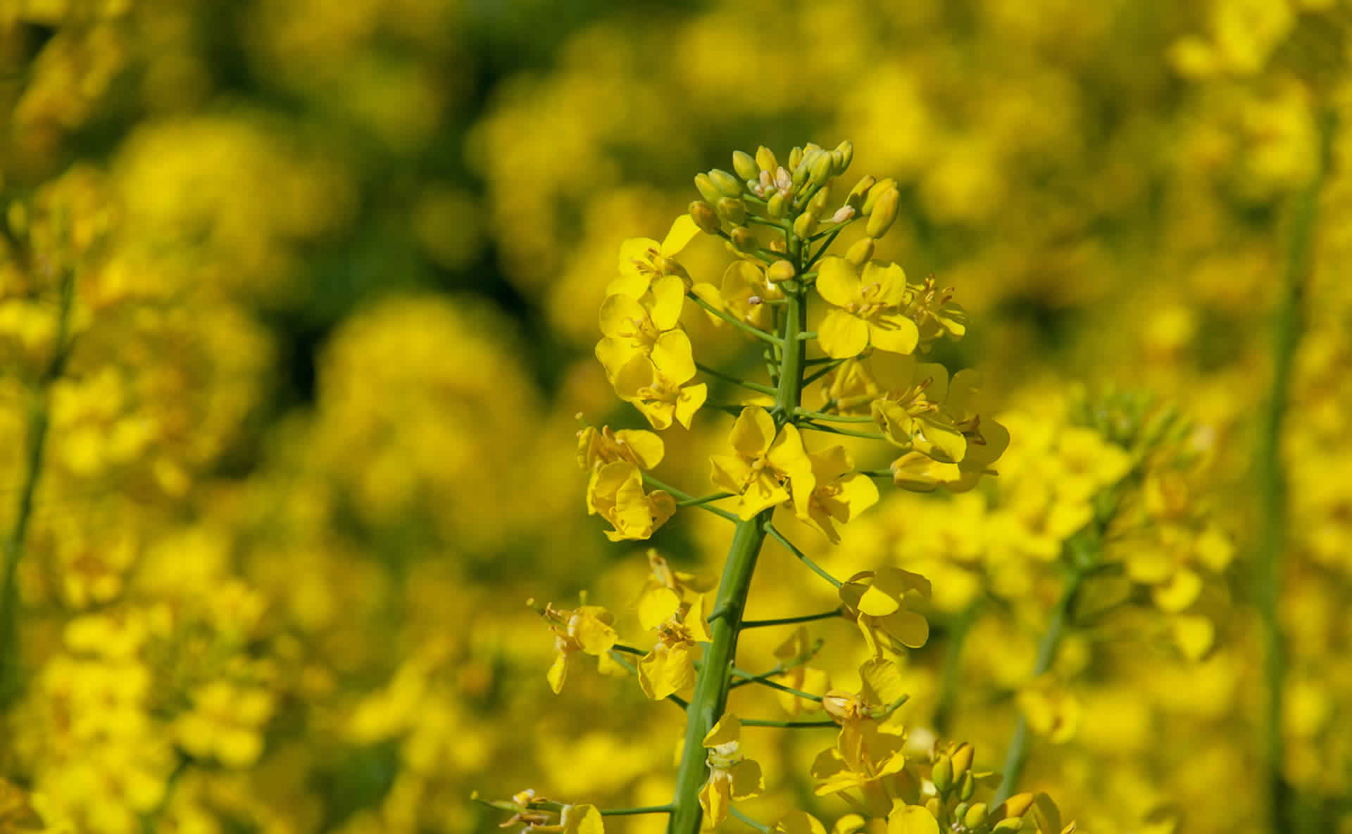 aceite canola | ActivePro | Starsaludable