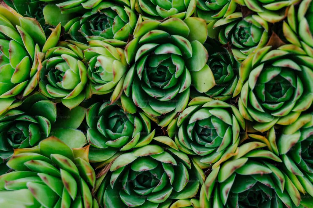 alcachofa | ActivePro |Starsaludable