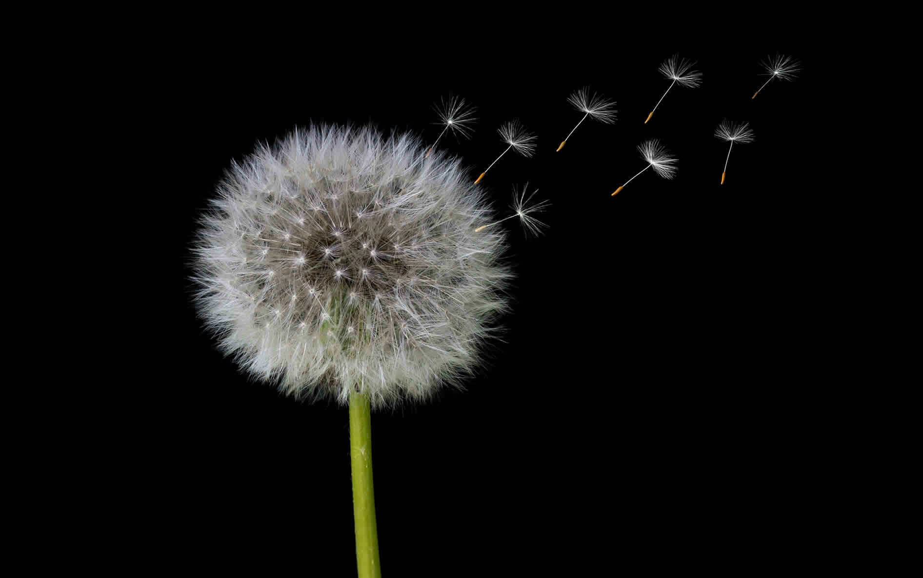 diente de leon| complex mocha |Starsaludable