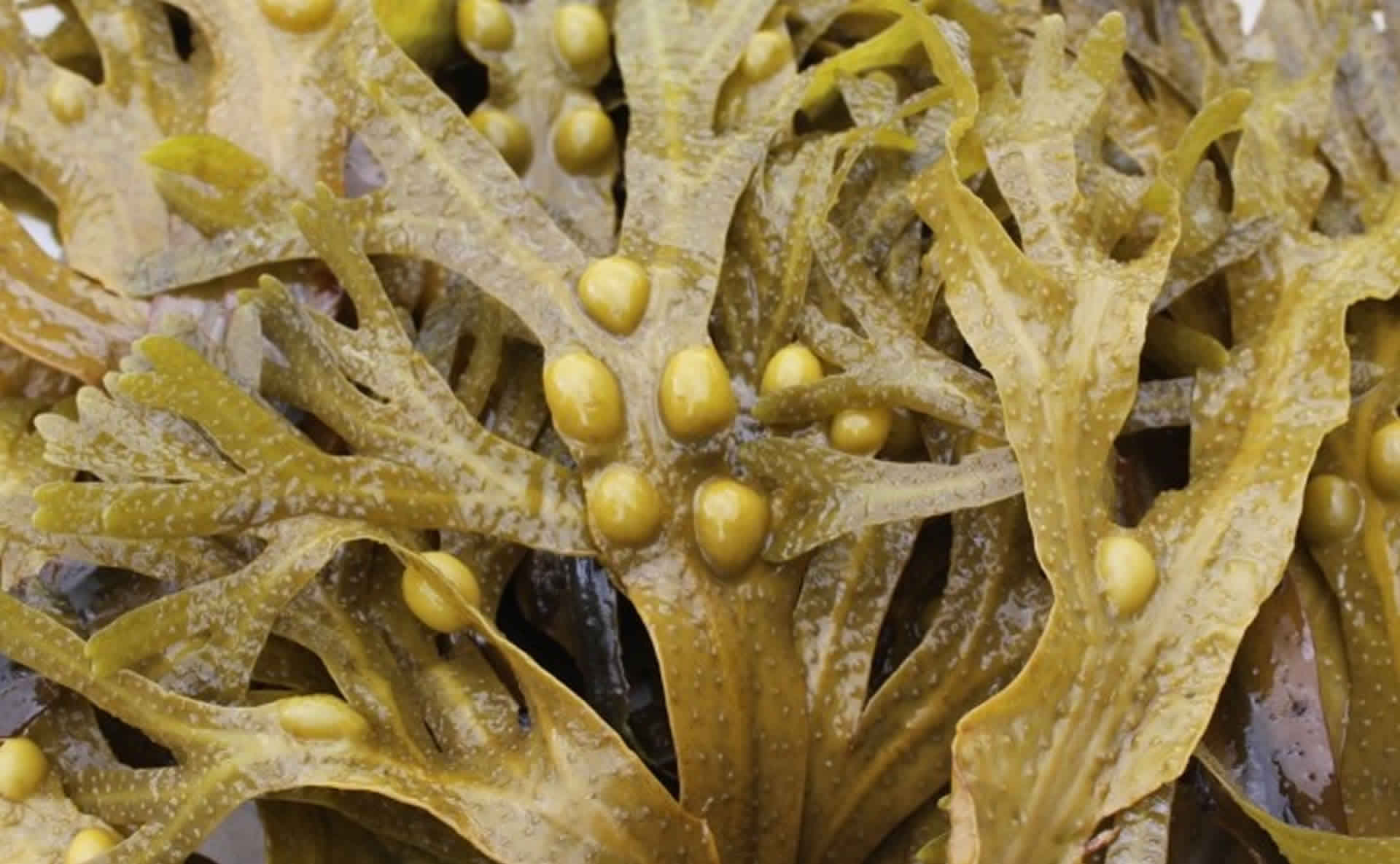 fucoidan | complex mocha | Starsaludable