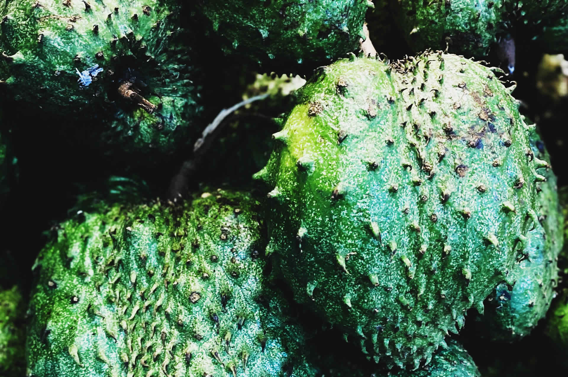 guanabana | AHCC Plus Immunological Assist | starsaludable