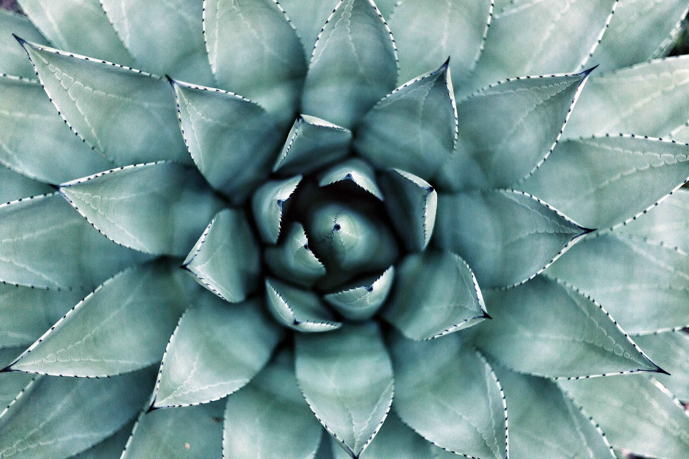 inulina de agave | ActivePro | Starsaludable